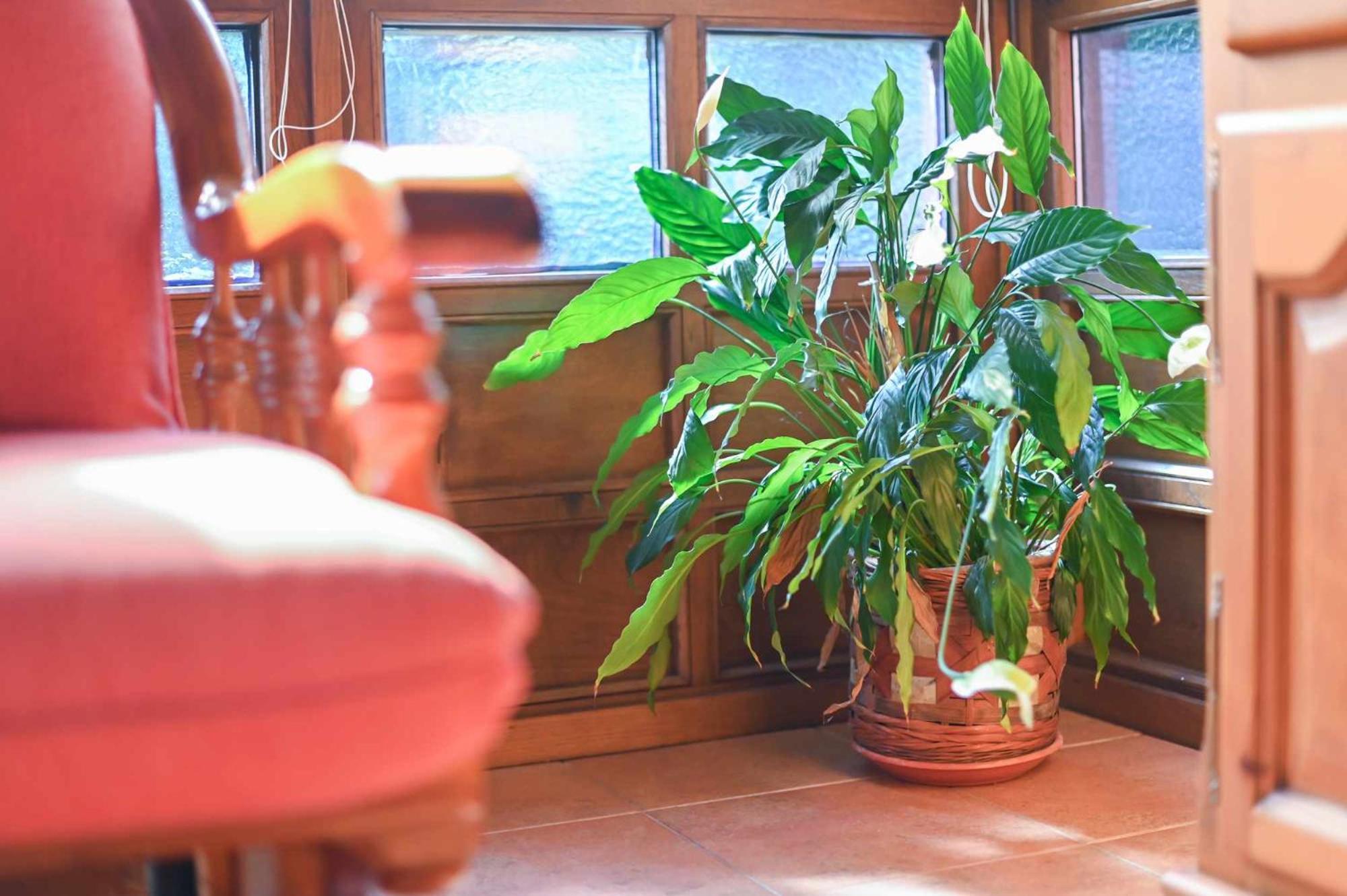 Apartamentos Rurales El Cuetu Picones  エクステリア 写真